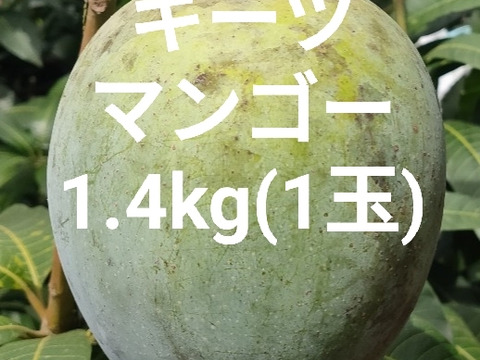 希少キーツマンゴー（家庭用）1.4kg