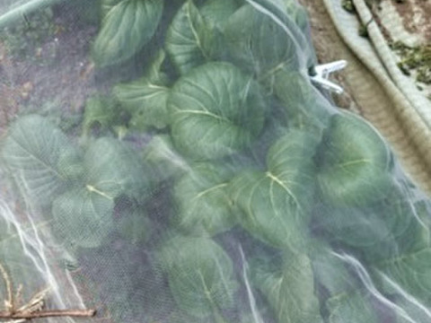 朝どれ野菜！ 詰め合わせセット 伊勢志摩産 4種類以上