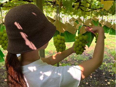 【家庭用】山梨県産　シャインマスカット　2～3房