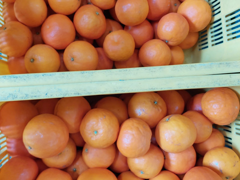 季節の柑橘【食べ比べ】2kg（箱込）