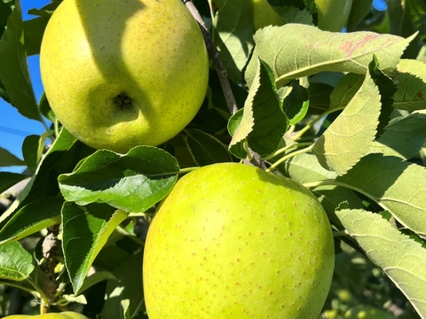 青森県産りんご　王林　家庭用2kg　【5～10個入り】