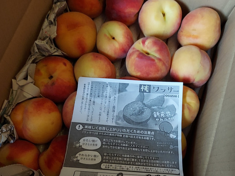 朝どれ！ワッサー【訳あり】22箱のみ 3kg