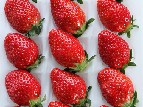 【ギフト可】完熟いちご化粧箱入り1箱【計12粒～18粒】