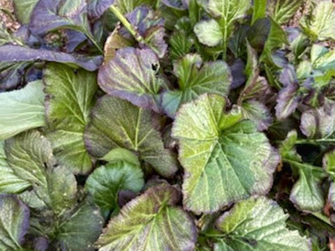 朝どれ野菜！ 詰め合わせセット 伊勢志摩産 4種類以上