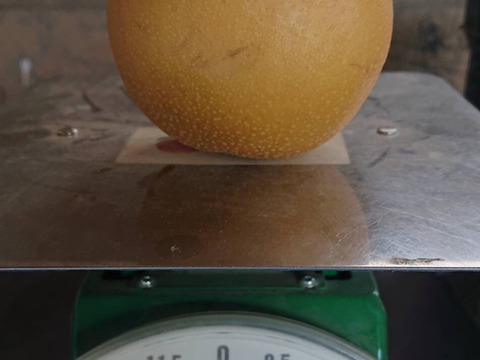 収穫開始です！「豊水梨」約3kg　瑞々しくて爽やかな甘味でシャリっと食感です！お蔭様で残り１セットです。