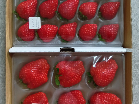 【おすすめ】甘い！ほしうらら２P　お得なご家庭用！（230g×2p）