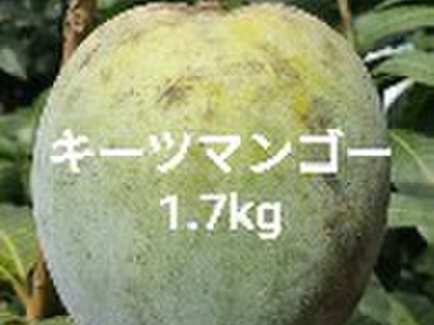 希少キーツマンゴー（家庭用）1.7kg