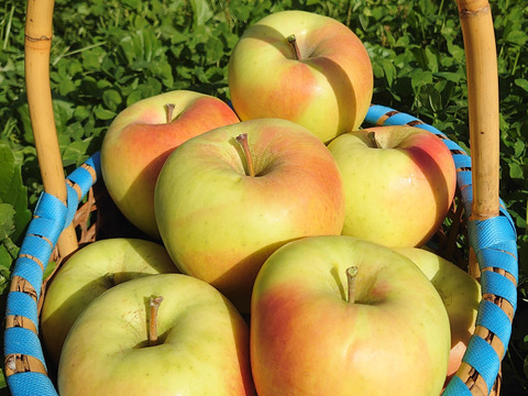 《うまい！》ぐんま名月　5kg（14個～18個）青森県産りんご　家庭用