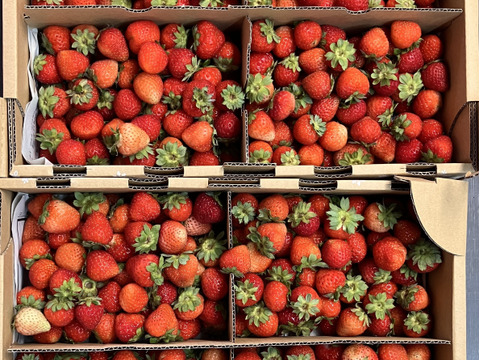 ※期間限定※【業務用】夏秋いちご［小サイズ]内容量4kg/8kg