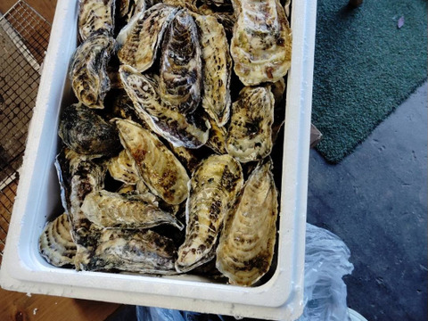 【お歳暮対応可能 年末年始ご予約可能】生食用８ｋｇ 殻付き 牡蠣 （56~130粒）牡蠣 殻付き牡蠣 殻付き牡蛎 牡蛎 kaki かき カキ 松島牡蠣屋 BBQ貝類 オイスター oyster 貝類 貝