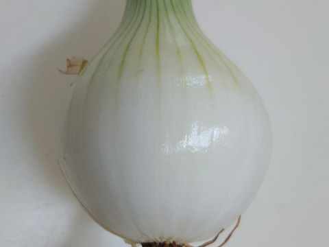 新✨️タマネギ🧅できたよ😋泥つき発送！