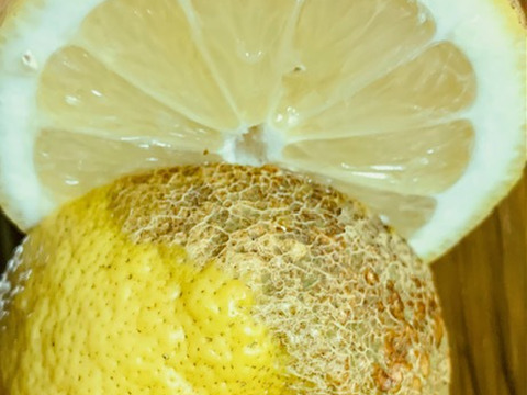自然農レモン(1.8kg)　果汁用　64年以上農薬肥料不使用の畑で栽培　広島県尾道市因島産 サルベストロールたっぷりレモン 風袋込みで2キロ以内　グリーンレモン
