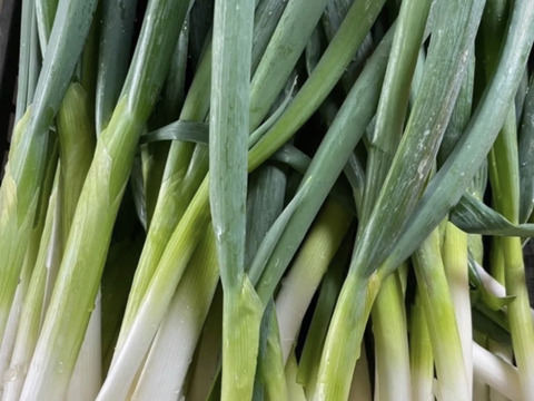 【農家直送】朝採れ野菜セット🥬 新鮮野菜詰め合わせ 丹波産 産地直送 野菜セット