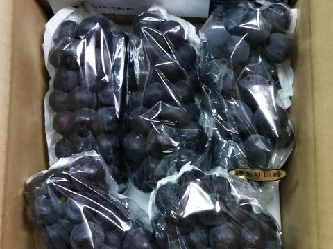 ✨🍇今が旬の露地栽培巨峰✤種有無混🍇✨
　　　巨峰４〜５房/中サイズ約1.7kg位