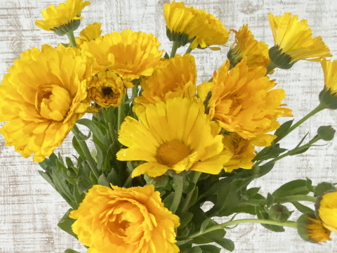 【キンセンカ／20本】素朴なかわいさが魅力のキンセンカ。見ているだけで元気がわいてくる一束です。実はこのお花、花もちがよくてとっても長持ち！