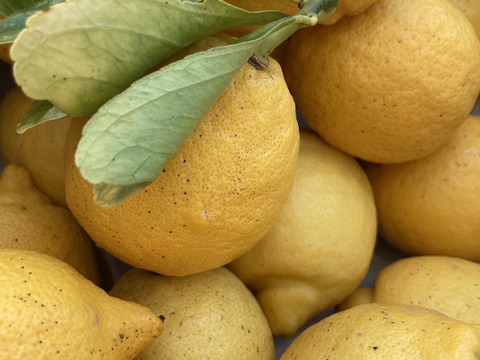 平飼い卵のレモンケーキ