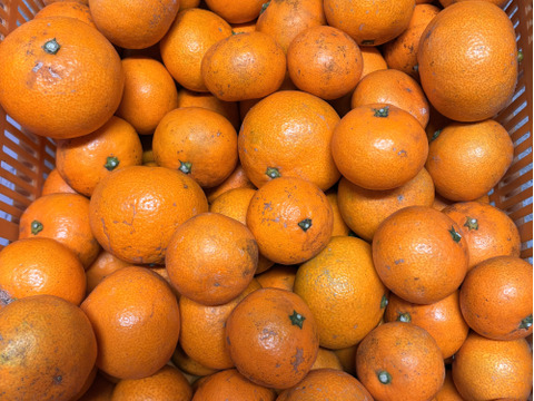 【ご家庭用】樹上熟成！広島県因島産 ｢石地みかん｣ 10kg箱