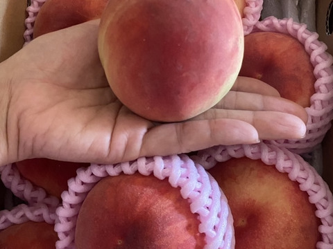 濃厚な甘さ！山形県産白桃いけだ【丸かじり2キロ】