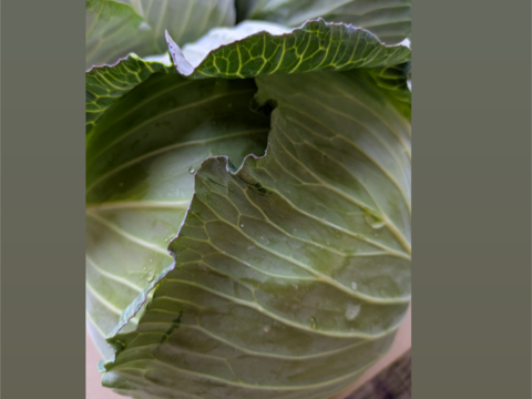 ３玉🌊寒玉🌊ミネラル🌊キャベツ