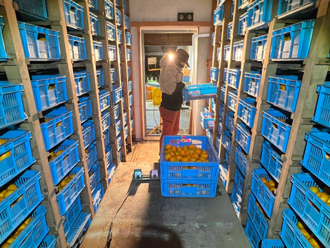 濃ーーーい甘さ！とくしま県・勝浦産『貯蔵みかん』【秀品】3キロ