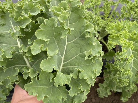 【カーリーケール＋花ズッキーニ】