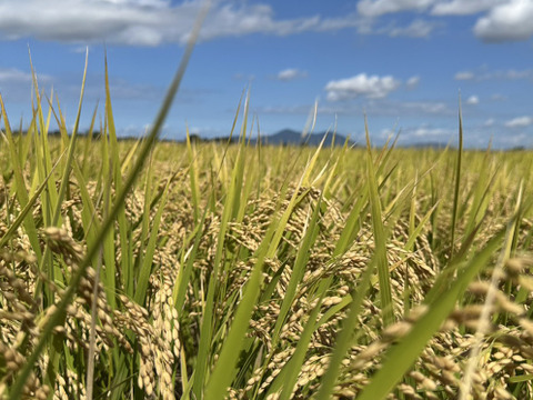 『令和7年度新米』　新潟県産コシヒカリ5kg