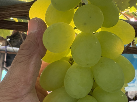 小粒系ブドウ　５種食べ比べ『小粒の想い』500g×1P　朝採り新鮮！夏の終わりのブドウ祭り 只今２０％増量サービス中！！