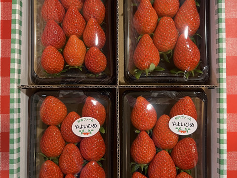 令和4年度 農林水産大臣賞受賞！ご家庭用いちご「やよいひめ」少量パック4トレー（約600 g）