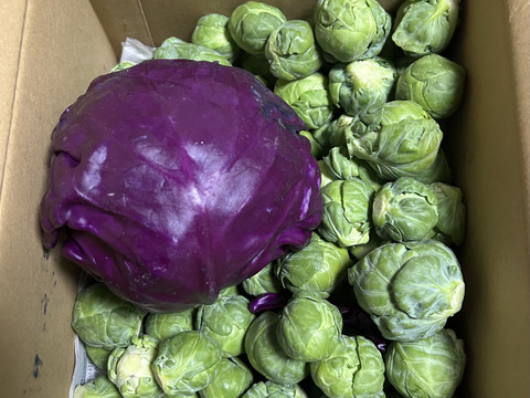 【食べチョクアワード2025入賞】
ともちゃんの芽キャベツ　１ｋｇ