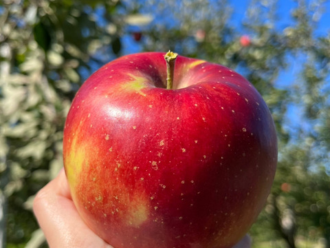 綺麗な葉とらずシナノスイート 5ｷﾛ箱12～18玉