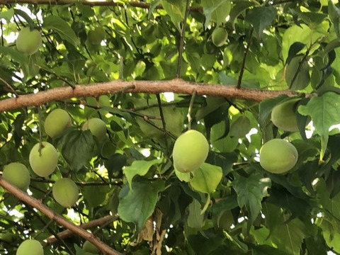子供に食べさせたい🍑【ばぁばのモノスゴイ旬の青梅❗❗】自然栽培約３㎏✨✨✨
