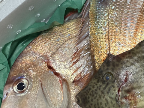 【数量限定】瀬戸内の鮮魚 2kg詰め合わせ！(3〜6種類)100サイズ