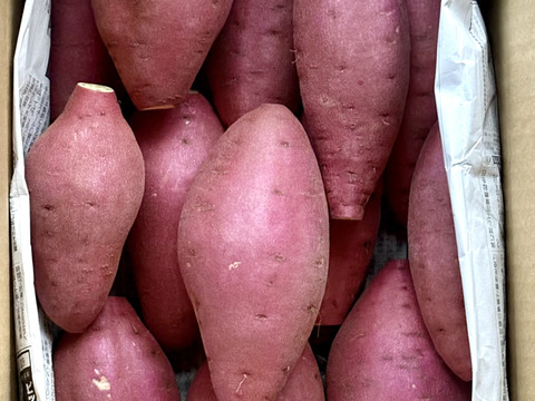 ホクホクむっちり「栗かぐや」色々なサイズ入り 5キロ箱