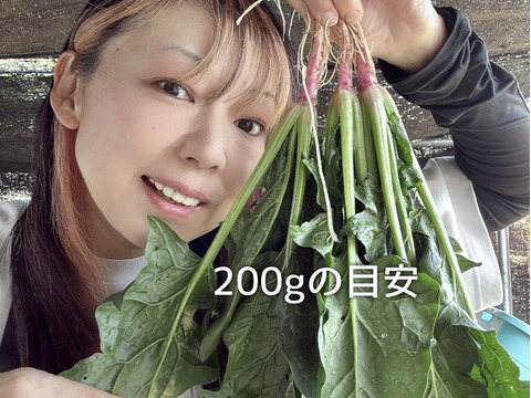 1kg｜信州産｜根っこそのまま！元気な春の露地ほうれん草