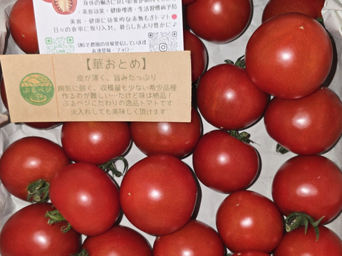 旨みと甘み♪香りと味を楽しむ贅沢なトマト🍅【華おとめ】１kg箱