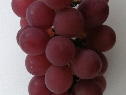 🦺希少品種🍇天候被害SOS🦺　　
　　　　　　　　🌿果汁タップリ🔴紅伊豆🌿　
　　 　　　　　【訳アリ紅伊豆の粒/約450g×2P程度】