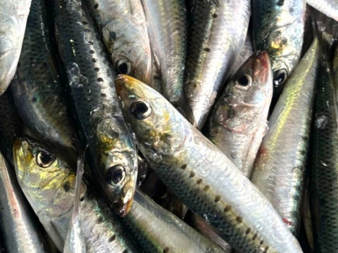 【イワシ大漁祭り】マイワシ/中羽サイズ80g前後/5kg【脂あり】【2/17水揚げ/発送】