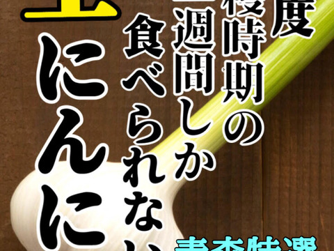 【500箱売れた】食べなきゃ損！人生に一度は食べてみたい★掘りたて青森産「生」にんにく大玉300ｇ