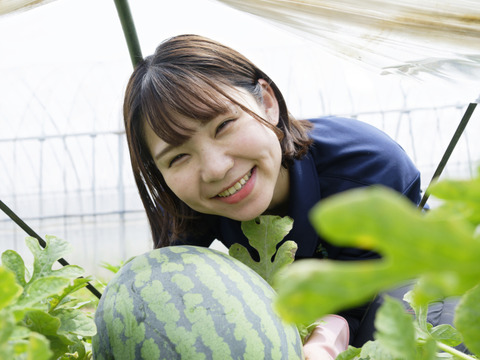 究極のスイカ「金色羅皇」1玉入