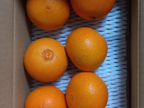 まどんな 訳あり1kg 愛媛県産：愛媛県産のみかん・柑橘類｜食べ