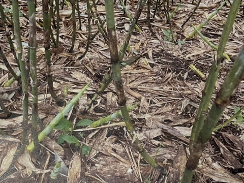 【世界最古級の大平山元遺跡】外ヶ浜ファーム～朝摘み新鮮根曲がり竹～１ｋｇ４、９８０円　（残り僅か）６月上旬〆切