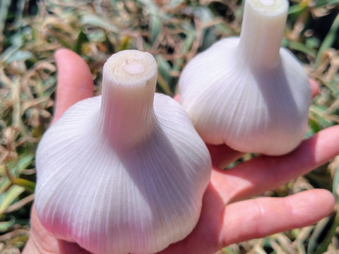 フレッシュな『生にんにく』1kg（8~14個）この時期だけの味覚！