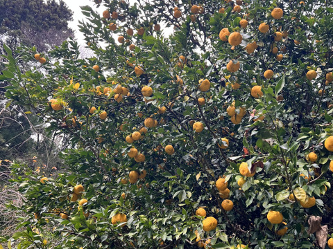 森で育てた自然栽培本柚子！1kg（12個）