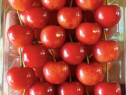 🍒最終出品🍒【朝どれ】《佐藤錦》さくらんぼ 山形県東根産 500g L.2L 秀・特秀品 手詰め贈答用