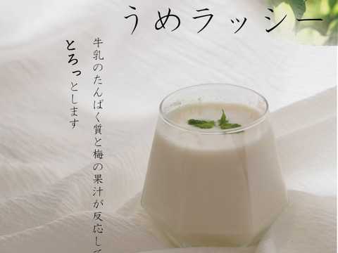 ふわっと香る紀州南高梅（青梅）で梅酒・梅シロップ作り！【10kg】