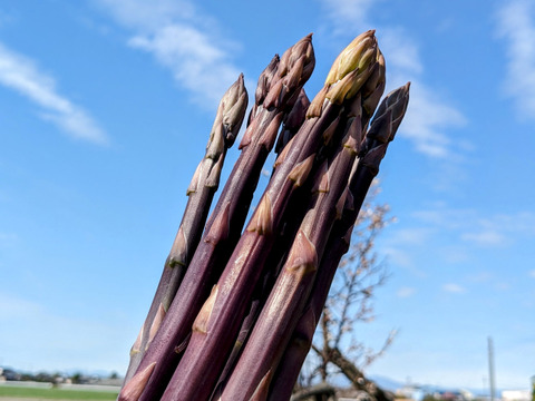 【希少】紫アスパラガス　700g