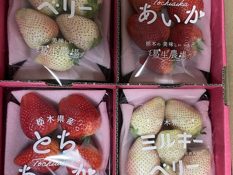 【春イチゴ】【お得価格】お祝い贈答用！紅白いちご『とちあいか』『ミルキーベリー』（300ｇ×4）【いちご食べ比べ】