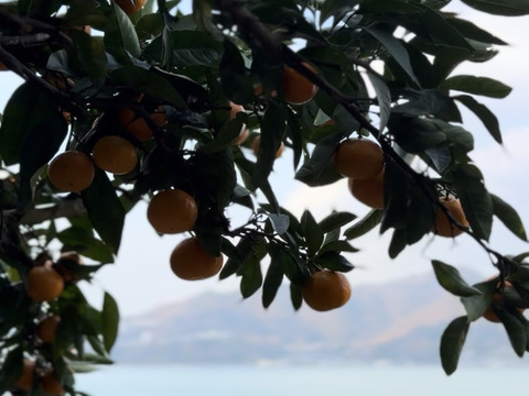 【数量限定】〈小玉・訳あり〉味が濃い！瀬戸内育ち 石地みかん５㎏｜今が最旬！！濃縮甘み✨