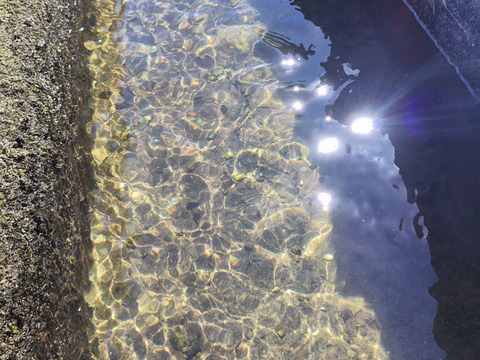 新米　玄米　10kg キヌヒカリ 令和7年度産　熊本県産 hiroファーム