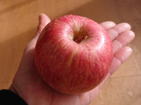 【 🍎軽めのデザートにピッタリ！】 SSサイズのみ サンふじ 訳あり 36個  7㎏ 相当